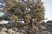 Oaks of the mediterranean maquis, Supramonte di Baunei